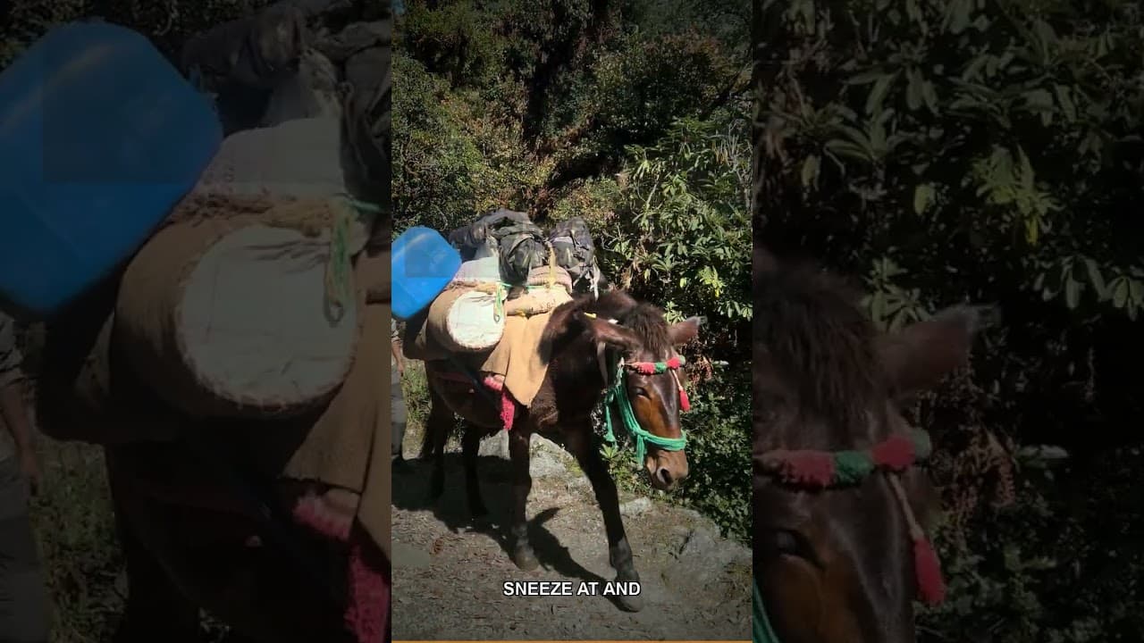 Amex Platinum vs Chase Sapphire Reserve: Who Wins 2026?